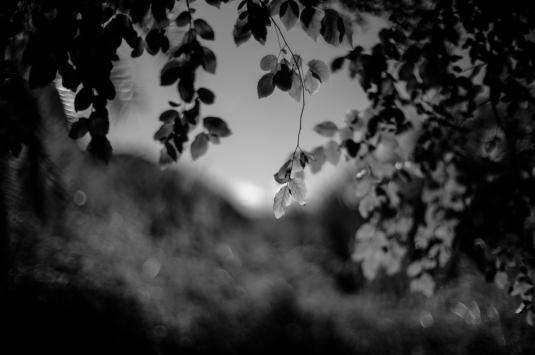 L1009786 Large.jpeg